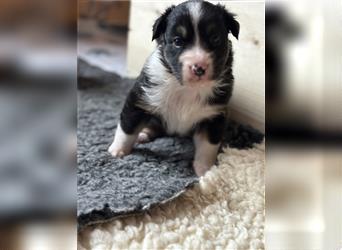 Australian Shepherd Hündin