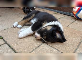 Australian Shepherd Hündin