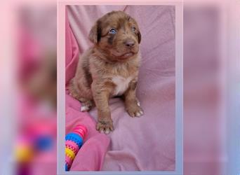 Labrador Australian Shepherd Aussiedor Welpen,Abgabebereit