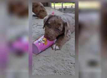 Labrador Australian Shepherd Aussiedor Welpen,Abgabebereit