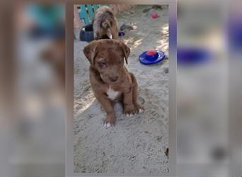 Labrador Australian Shepherd Aussiedor Welpen,Abgabebereit