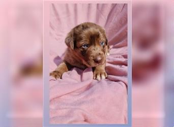 Aussiedor Labrador Australian Shepherd Welpen