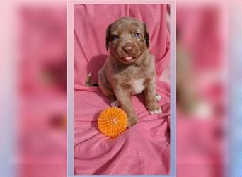 Aussiedor Labrador Australian Shepherd Welpen