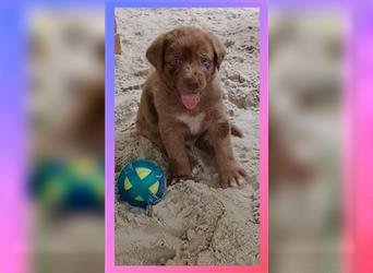 Aussiedor Labrador Australian Shepherd Welpen