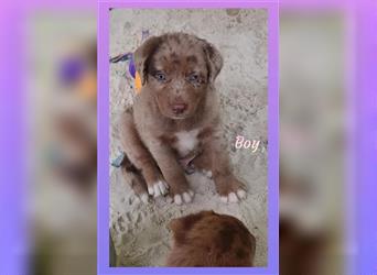 Aussiedor Labrador Australian Shepherd Welpen