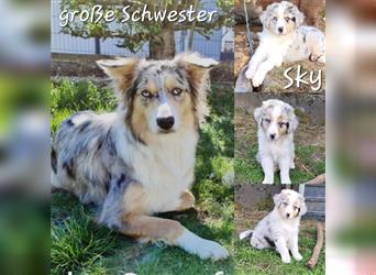 Welpen/Goldy-Collie- Aussie/ Rüde - Hündin / Abgabebereit