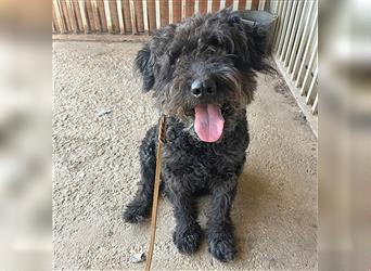 lieber HENRY-Opi - 12 Jahre, 45cm/20kg - Schnauzer-Puli-Mix