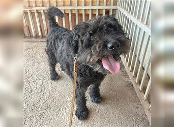 lieber HENRY-Opi - 12 Jahre, 45cm/20kg - Schnauzer-Puli-Mix