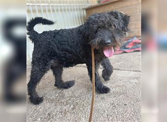 lieber HENRY-Opi - 12 Jahre, 45cm/20kg - Schnauzer-Puli-Mix