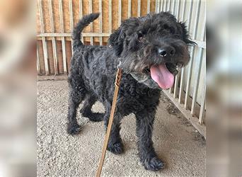 lieber HENRY-Opi - 12 Jahre, 45cm/20kg - Schnauzer-Puli-Mix