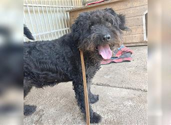 lieber HENRY-Opi - 12 Jahre, 45cm/20kg - Schnauzer-Puli-Mix