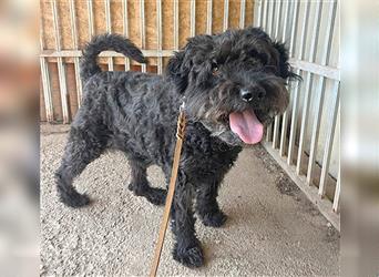 lieber HENRY-Opi - 12 Jahre, 45cm/20kg - Schnauzer-Puli-Mix