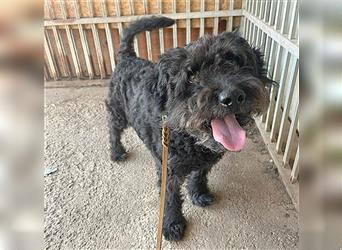 lieber HENRY-Opi - 12 Jahre, 45cm/20kg - Schnauzer-Puli-Mix