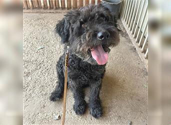 lieber HENRY-Opi - 12 Jahre, 45cm/20kg - Schnauzer-Puli-Mix