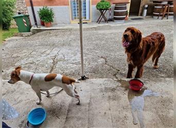 Aky - Anhänglicher Setter sucht seine Lieblingsmenschen