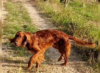 Aky - Anhänglicher Setter sucht seine Lieblingsmenschen