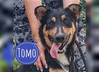 Tomo ein Hund der zum Lachen bringt