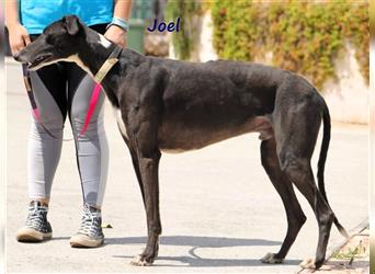 Joel 08/2020 (ESP) - entspannter und sozialer, hübscher Galgo!