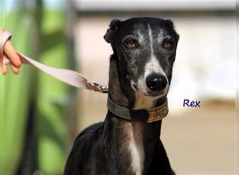 Rex 08/2019 (ESP) - aufgeschlossener, sozialer und angenehmer Galgo!