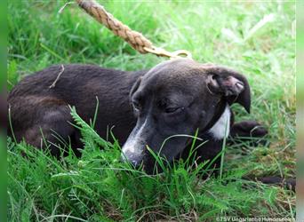 Schüchterne Amika, 04. 2024 geboren,  44 cm (Stand August) sucht Menschen mit Liebe und Geduld