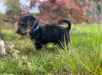 Jack Russel Zwergpudel Mischlingswelpen Abgabebereit gechipt und geimpft