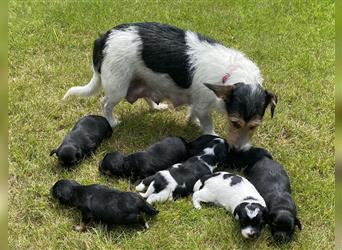 Jack Russel Zwergpudel Mischlingswelpen Abgabebereit gechipt und geimpft