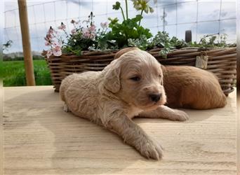 Goldendoodle medium pudel golden retriever