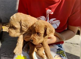 Goldendoodle medium pudel golden retriever