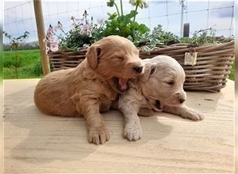 Goldendoodle medium pudel golden retriever