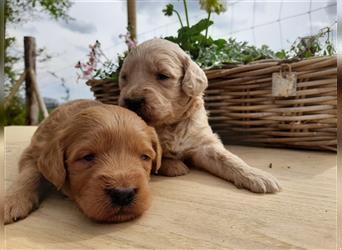 Goldendoodle medium pudel golden retriever