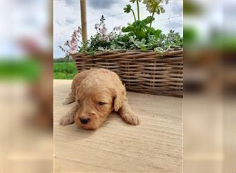 Goldendoodle medium pudel golden retriever