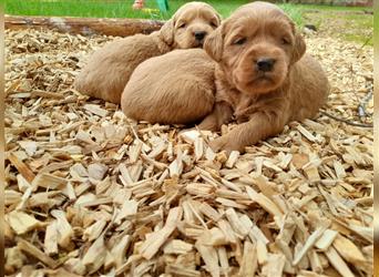 Goldendoodle medium pudel golden retriever