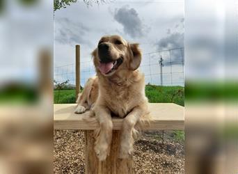 Goldendoodle medium pudel golden retriever