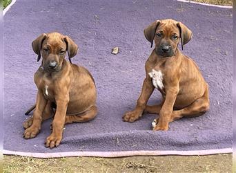 Ridgebackwelpen, red dark wheaten, reinrassig, Weibchen 8 Wochen