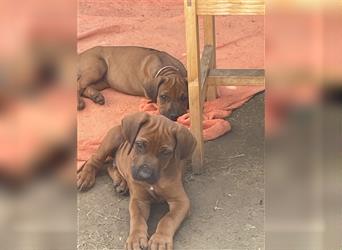 Ridgebackwelpen, red dark wheaten, reinrassig, Weibchen 8 Wochen