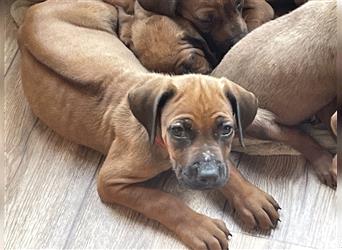 Ridgebackwelpen, red dark wheaten, reinrassig, Weibchen 8 Wochen