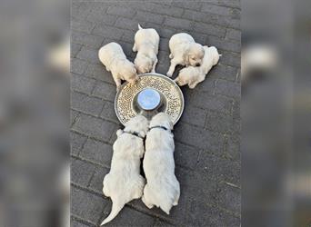 Kleine Golden Retriever Rüden suchen ab Oktober ein neues Zuhause