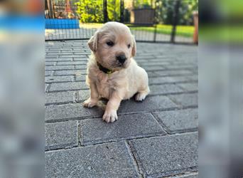 Kleine Golden Retriever Rüden suchen ab Oktober ein neues Zuhause