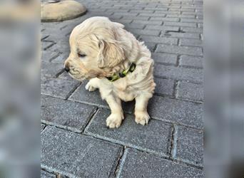 Kleine Golden Retriever Rüden suchen ab Oktober ein neues Zuhause