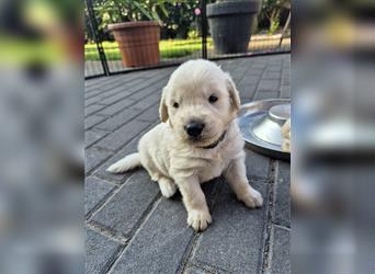 Kleine Golden Retriever Rüden suchen ab Oktober ein neues Zuhause