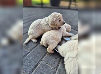 Kleine Golden Retriever Rüden suchen ab Oktober ein neues Zuhause