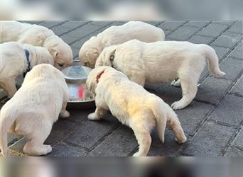 Kleine Golden Retriever Rüden suchen ab Oktober ein neues Zuhause