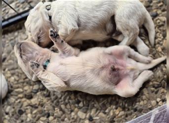 Kleine Golden Retriever Rüden suchen ab Oktober ein neues Zuhause