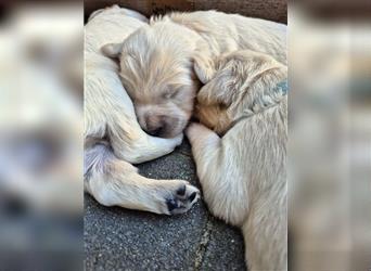 Kleine Golden Retriever Rüden suchen ab Oktober ein neues Zuhause