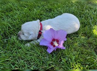 Kleine Golden Retriever Rüden suchen ab Oktober ein neues Zuhause