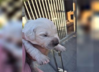 Kleine Golden Retriever Rüden suchen ab Oktober ein neues Zuhause