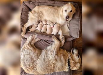 Kleine Golden Retriever Rüden suchen ab Oktober ein neues Zuhause