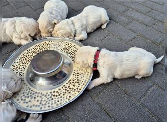 Kleine Golden Retriever Rüden suchen ab Oktober ein neues Zuhause