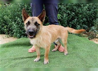 Donovan, Mix Terrier / Podengo  , lieb und verträglich