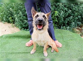 Donovan, Mix Terrier / Podengo  , lieb und verträglich